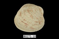 藏品(網目簾蛤)的圖片